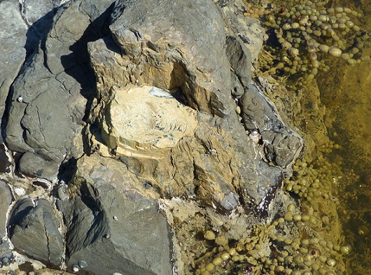 Petrified tree stump with rings Curio Bay Dec 2015